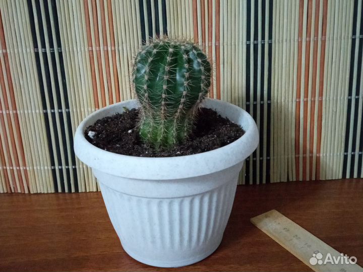 Кактусы и суккуленты