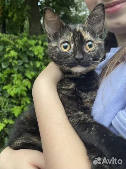 Котенок в добрые руки