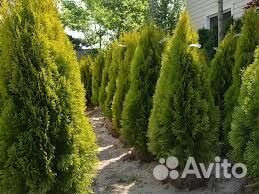 Туя смарагд