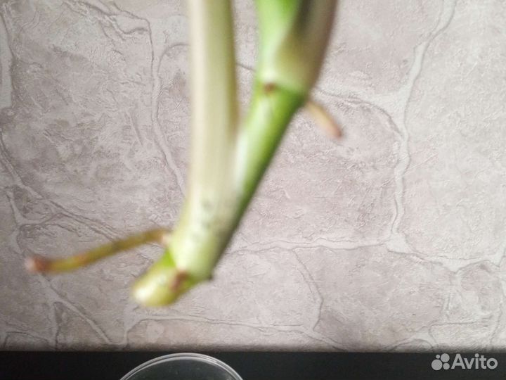 Сингониумы сортовые обмен