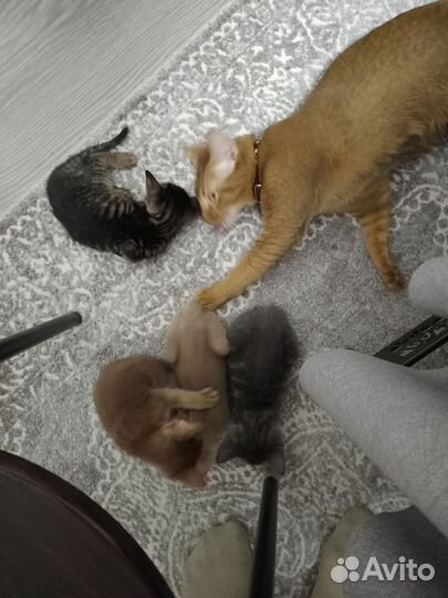 Котята метисы