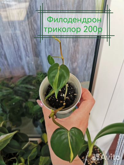 Сциндапсус, эпипремнум, филодендрон