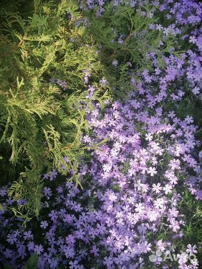 Флокс шиловидный