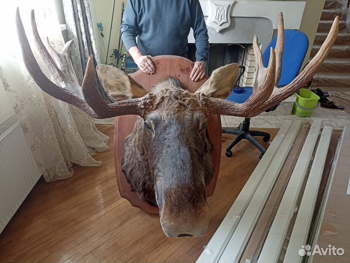 Чучело головы лося