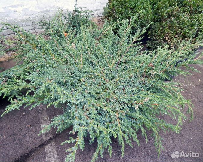 Можжевельники чешуйчатые сортовые.Кустарник.Рассад