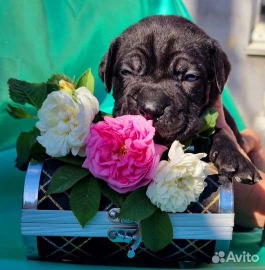 Щенки Кане Корсо