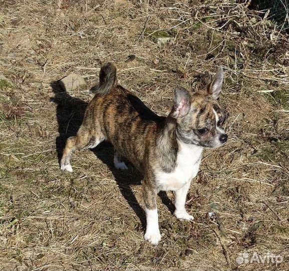 Вязка кобель чихуахуа г/ш тигр