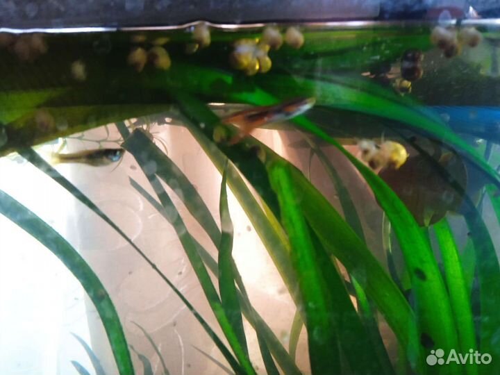 Улитки ампулярии желтые