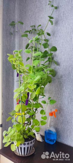 Комнатная мята