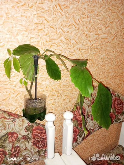 Тетрастигма вуанье