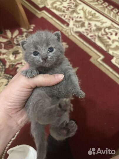 Британская