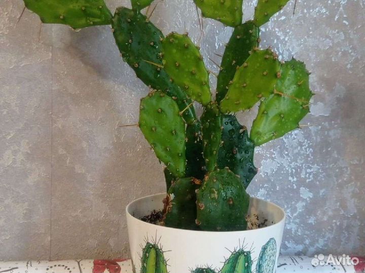 Опунция (кактус)