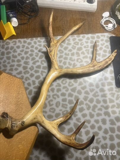 Ретро винтаж вешалка рога оленя