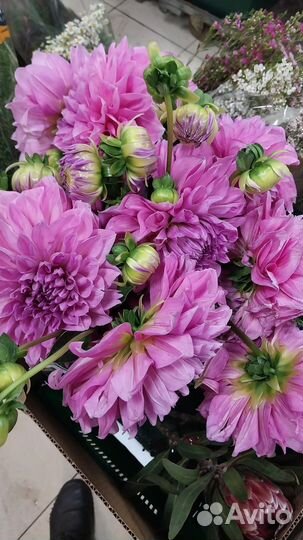 Цветы срезка