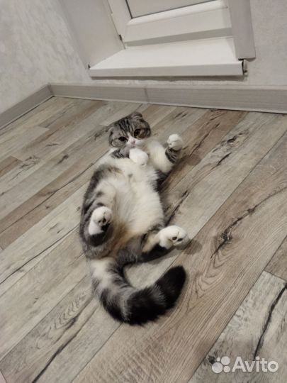 Отдам бесплатно кошку