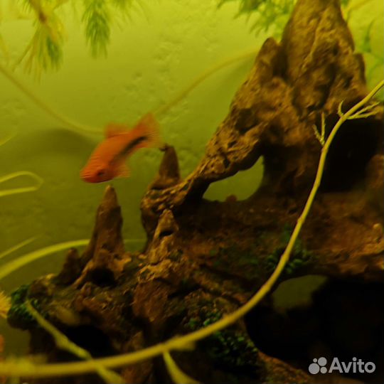 Аквариумные рыбы