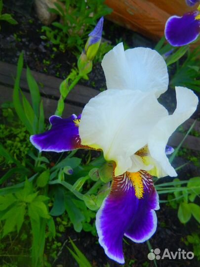 Ирис двуцветный 
