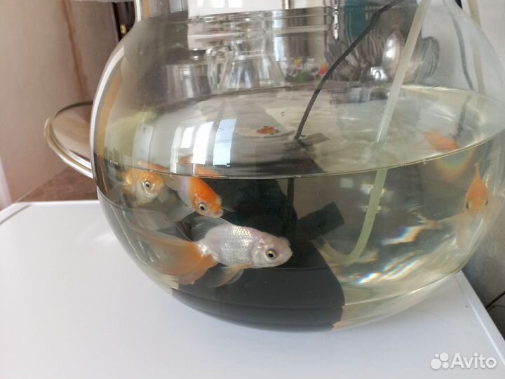 Аквариумные рыбки и аквариум