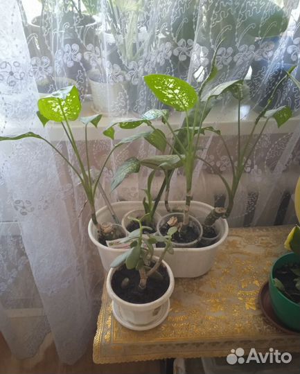 Комнатные цветы