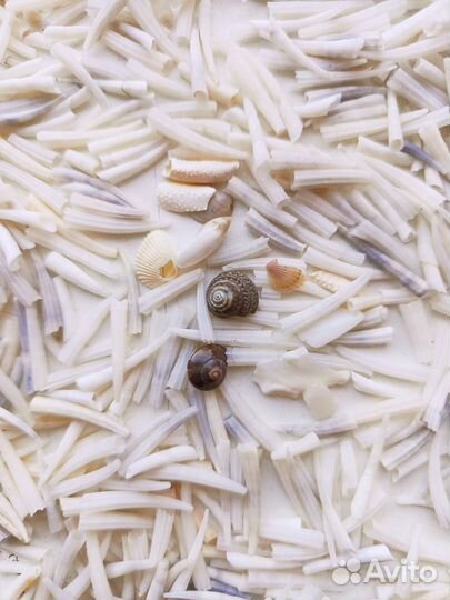 Ракушки денталиум морской зуб