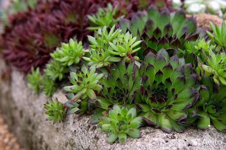 Многолетние цветы. Петунии и другие однолетние