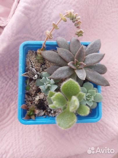 Суккулент Хавортия разные