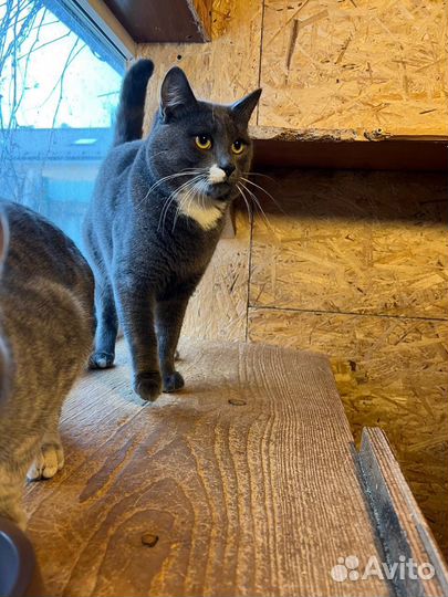 Серый ищет дом