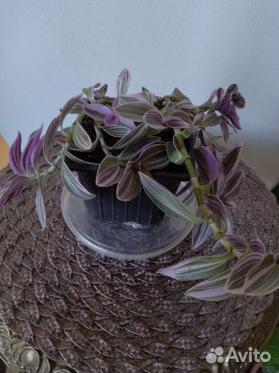 Традесканция нанук