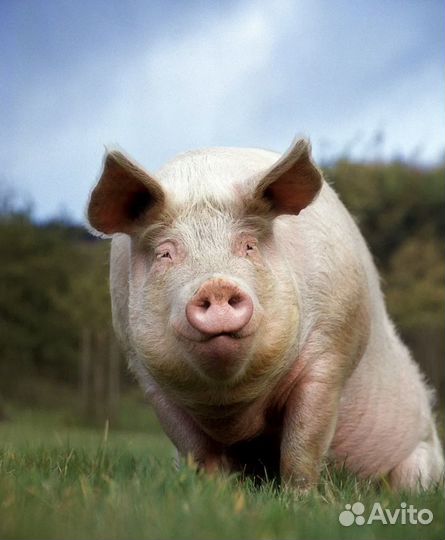 Мясо свинина домашняя