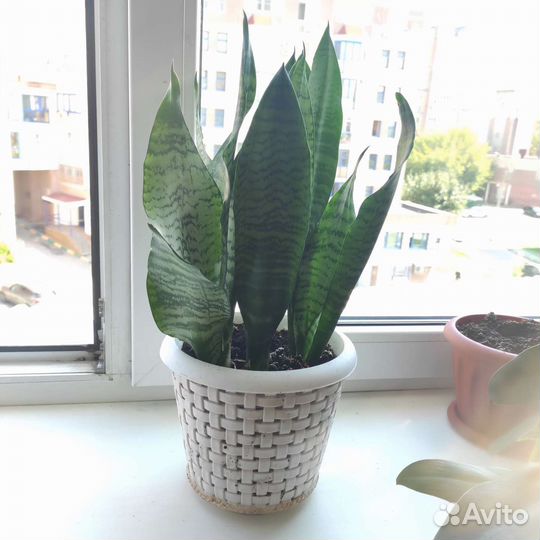 Сансевиерия