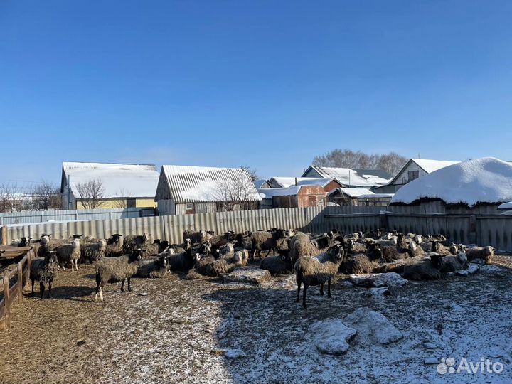 Продаются бараны