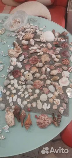 Ракушки морские