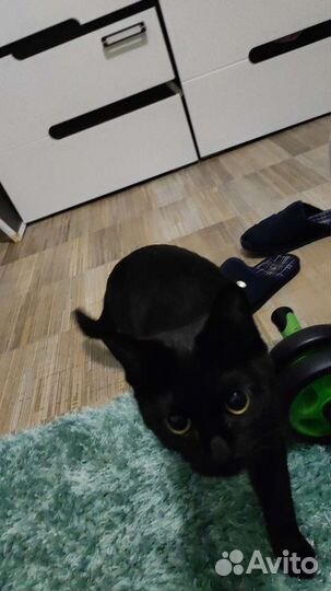 Передержка,выгул