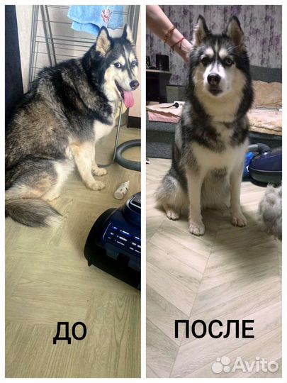 Грумер с выездом на дом