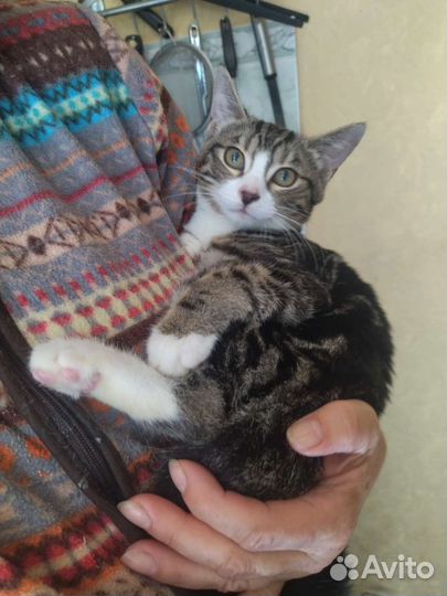 Котенок Бантик