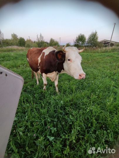 Корова дойная