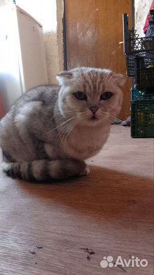 Шотландская