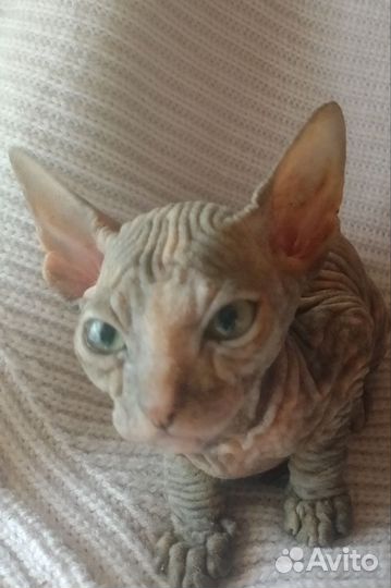 Донской сфинкс котята