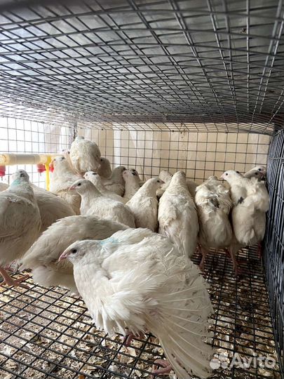 Радонежские перепела