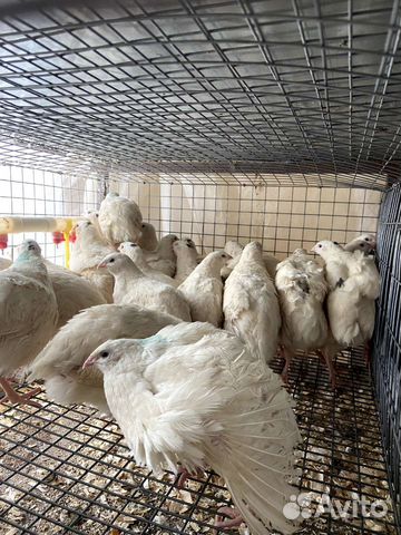 Радонежские перепела