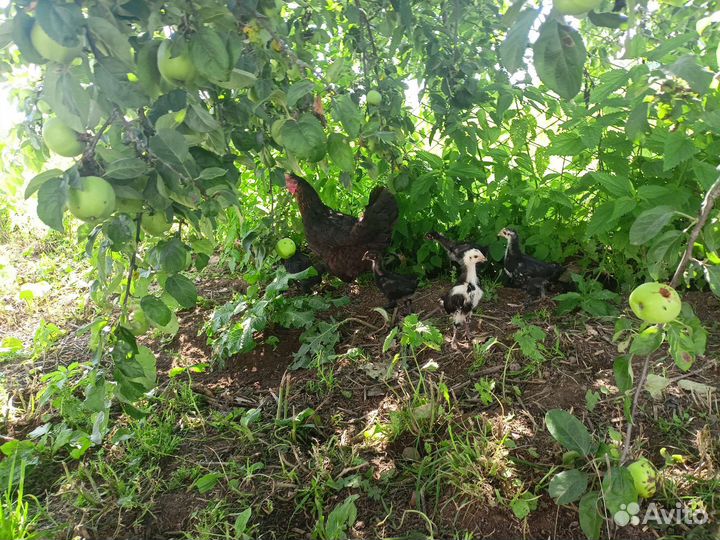 Цыплята 2 месяца