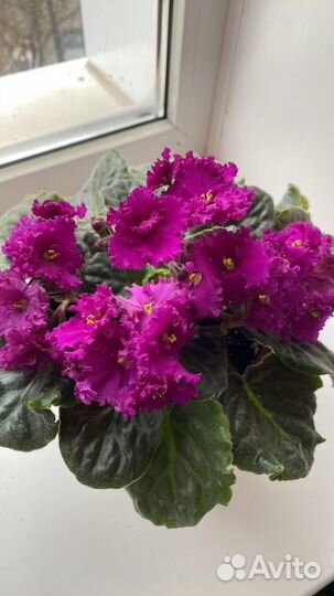 Фиалка фиолетовая детка