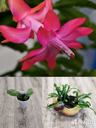 Сансевиерия Тёщин язык /Декабрист/ Фиалки/ Рео