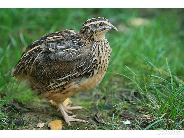 Перепела всех пород. Беслатная доставка