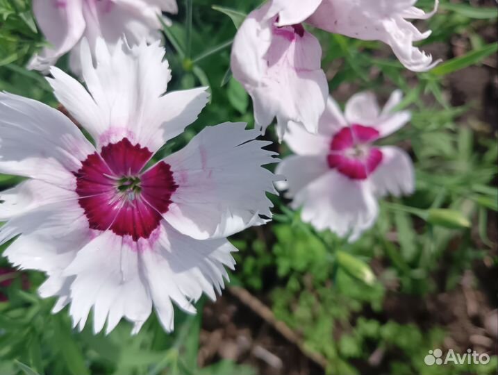 Гвоздика китайская семена