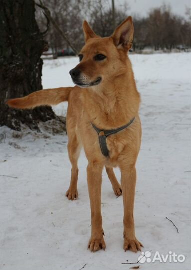 Ручная нежная небольшая собака пропадает в приюте