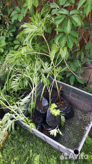 Марьин корень пион уклоняющийся саженцы зкс