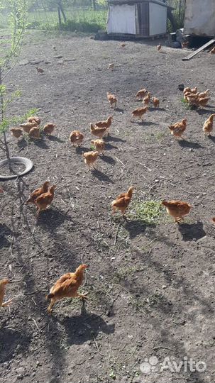 Куры породы редбро