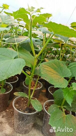 Рассада огурцы