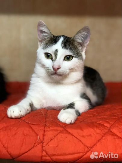 Котик молодой